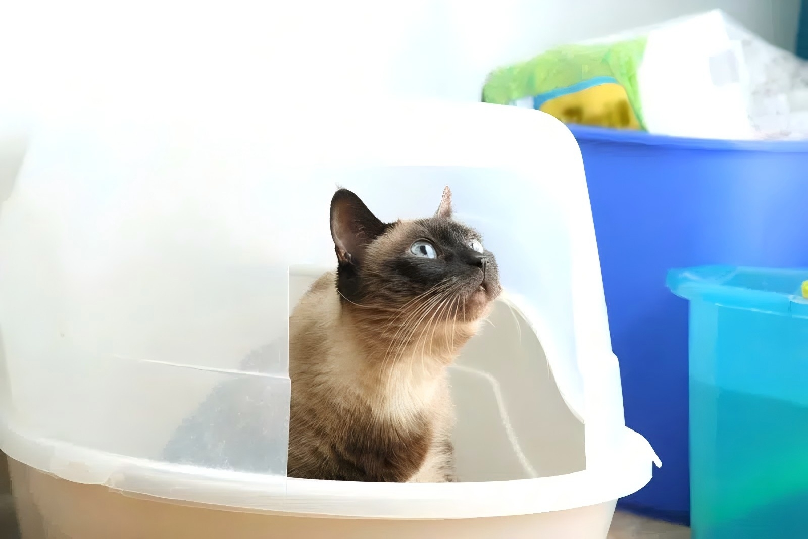 cat-using-the-litter-box_Danielle-Masucci_Shutterstock-800x534.jpg cat-using-the-litter-box_Danielle-Masucci_Shutterstock-800x534.jpg