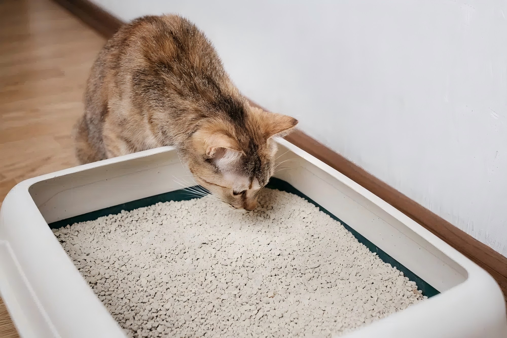 cat-sniffing-litter-in-the-box_Duet-PandG_Shutterstock.jpg cat-sniffing-litter-in-the-box_Duet-PandG_Shutterstock.jpg