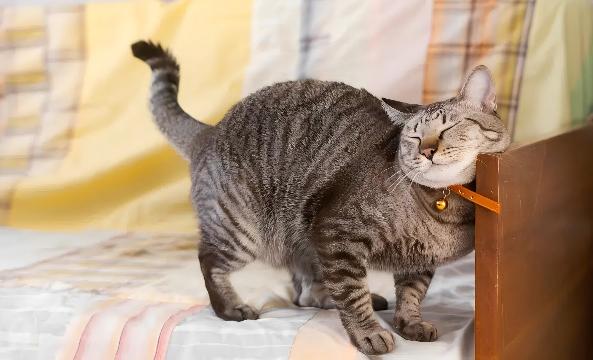 cat-rubbing-its-face-on-wood_bombermoon-Shutterstock.jpg cat-rubbing-its-face-on-wood_bombermoon-Shutterstock.jpg