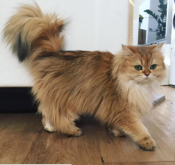 Everything You Should Know About British Longhair Cats