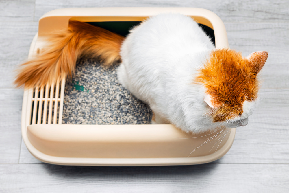 微信图片_2025-12-06_174529_453