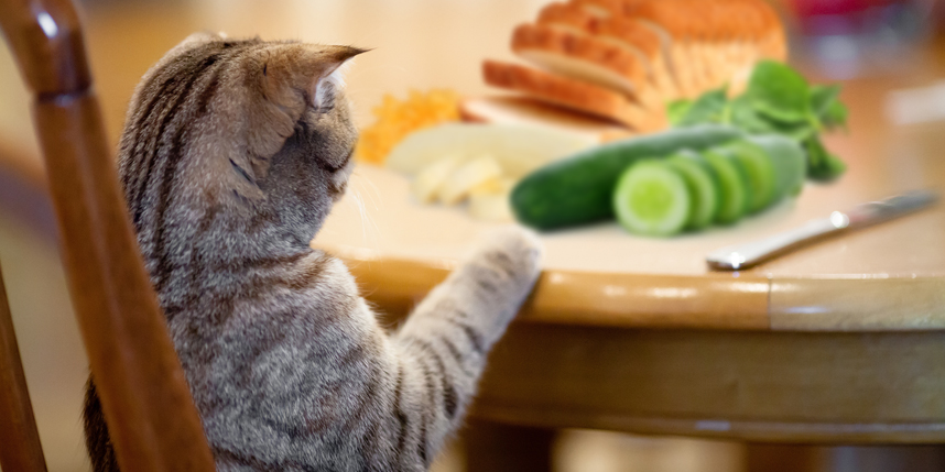 What human food can cats eat?