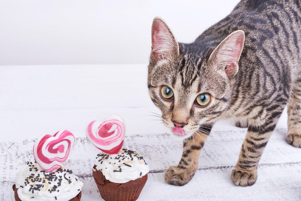 DIY Cat Treats: Healthier, Happier, Homemade