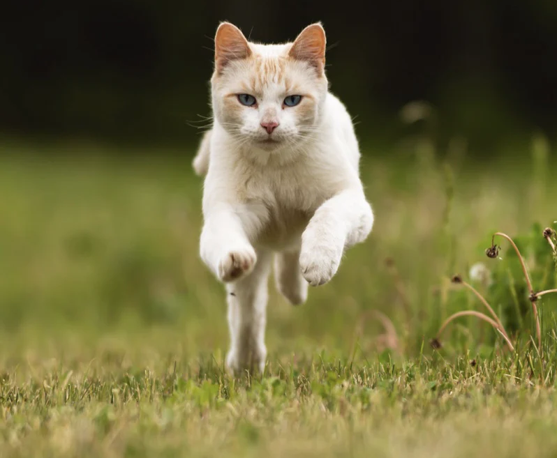 5 Tips For Letting Cats Out For The First Time