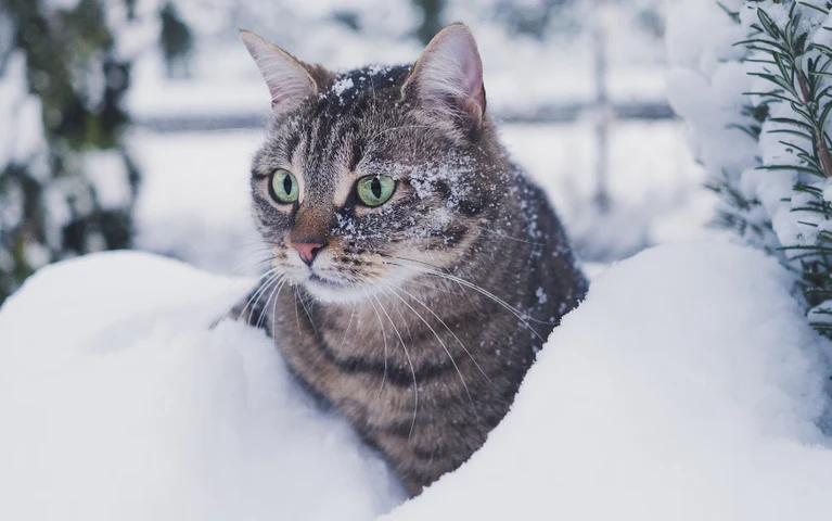 How to Prepare Your Cat for Winter: Tips to Keep Them Warm and Healthy