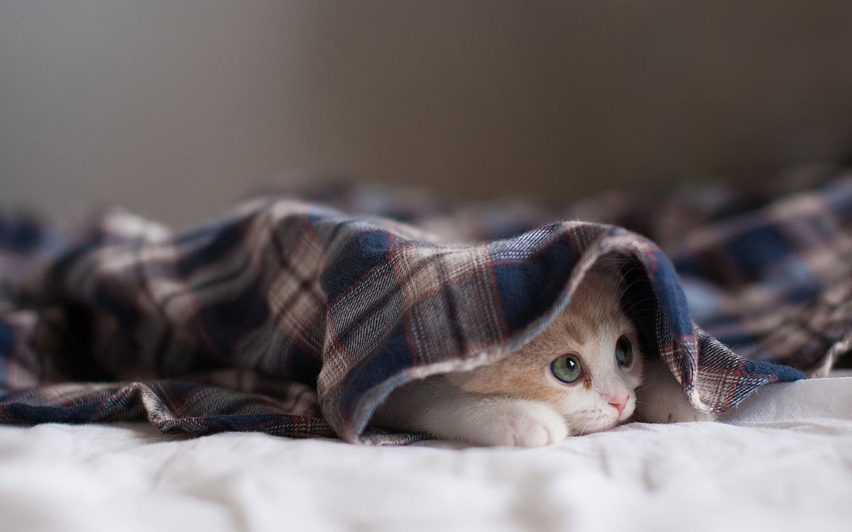 800cb265d6a910727e45fcb08418c41