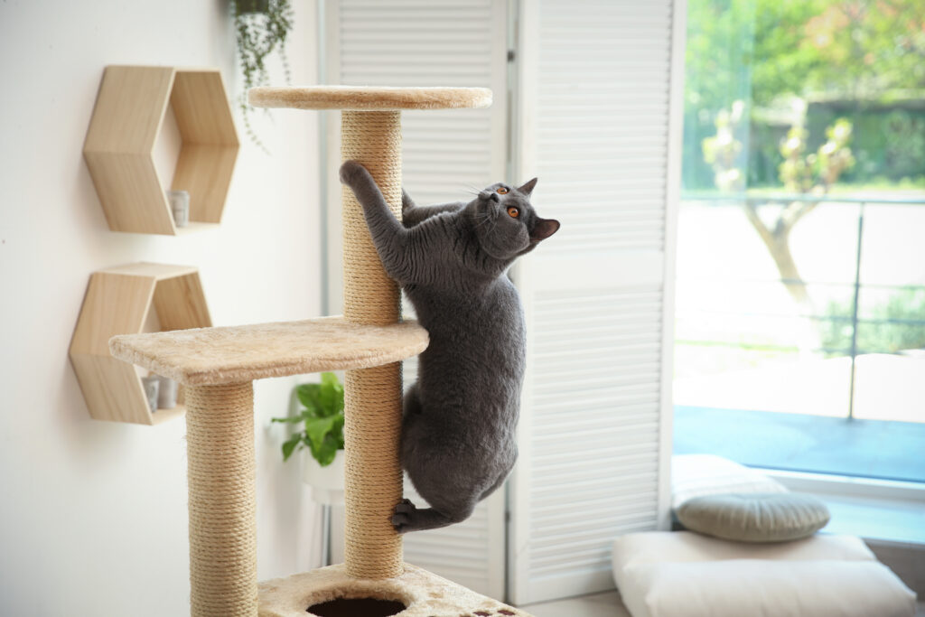 shutterstock_1980362834-1-1024x683-1