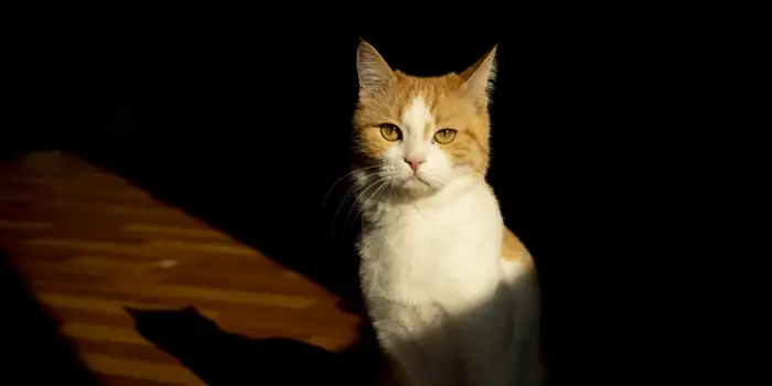 How to Cool Down a Cat in Hot Weather