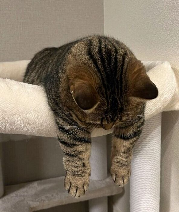 How to Raise a Confident Cat?