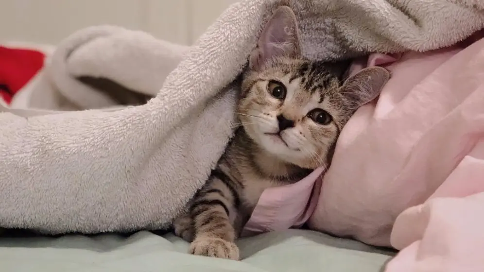 What Do Cats Think of Humans?