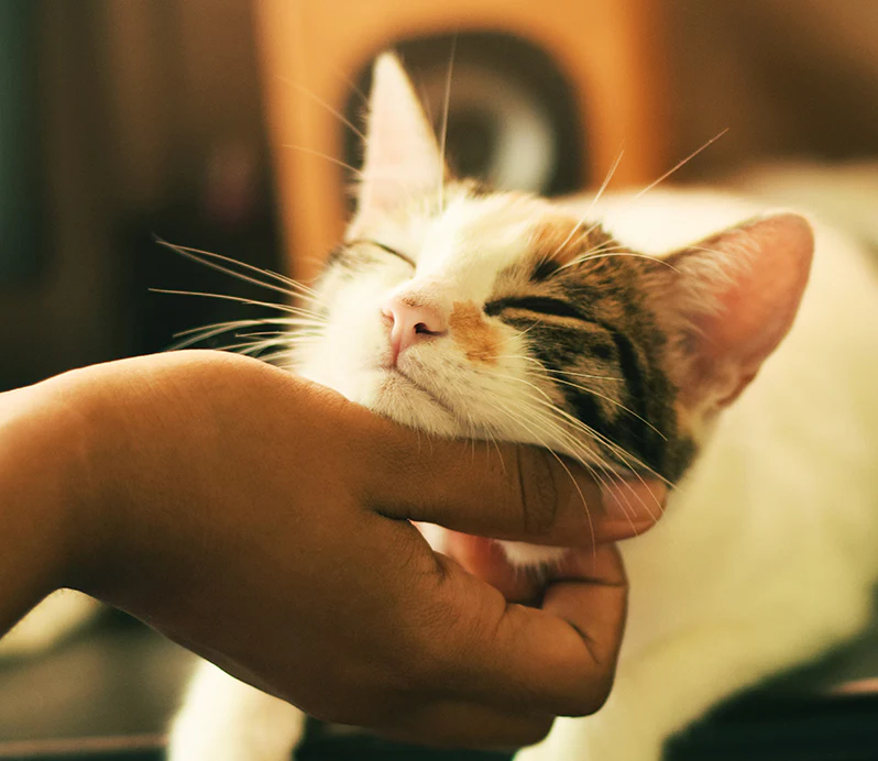 4 Reasons Why Cats Purr