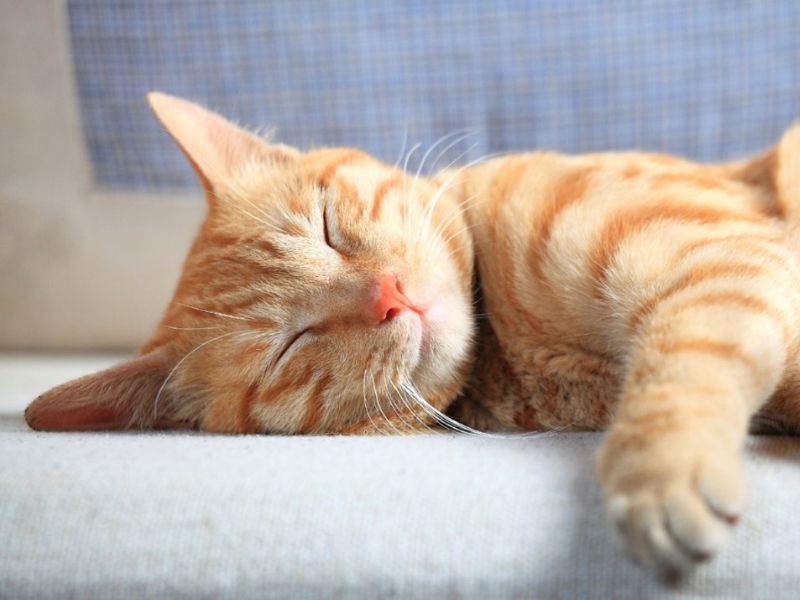 Cassava Cat Litter and Your Cat’s Health: A Perfect Match