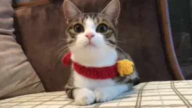 Cat Grooming At Home