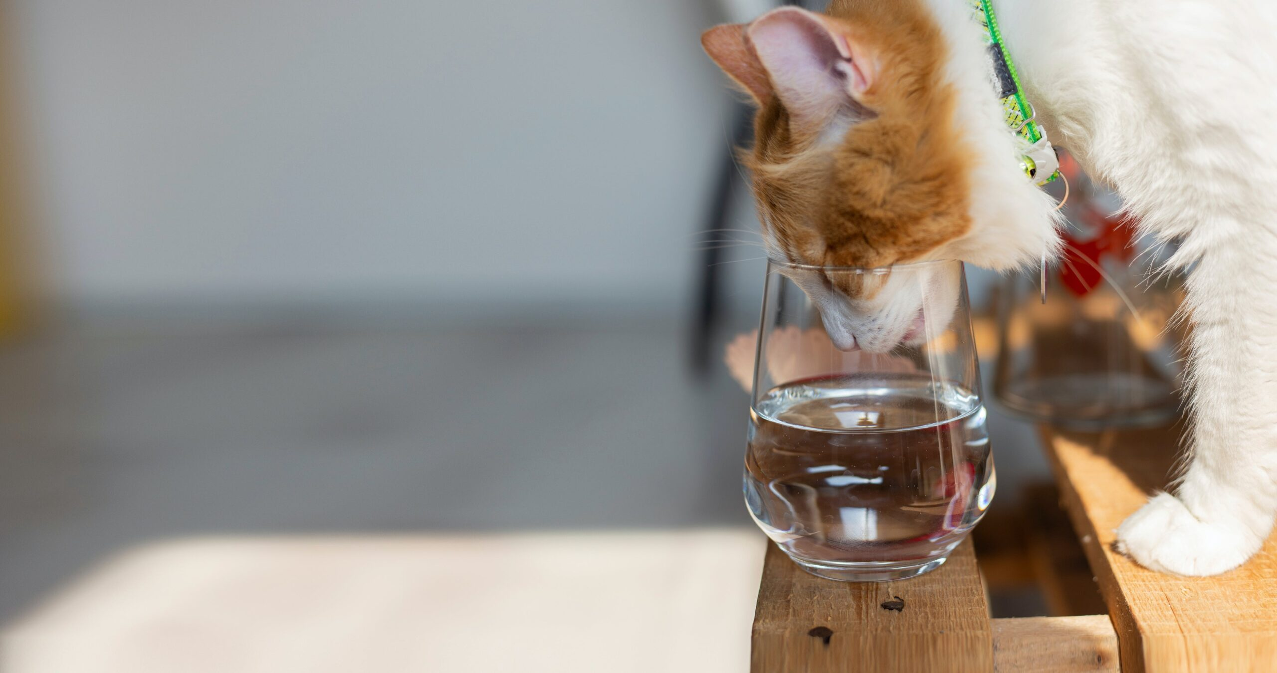Do Cats Need To Drink A Lot of Water?