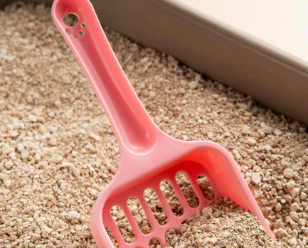 Litter Box Care Made Easy: 10 Tips Every Cat Parent Should Know