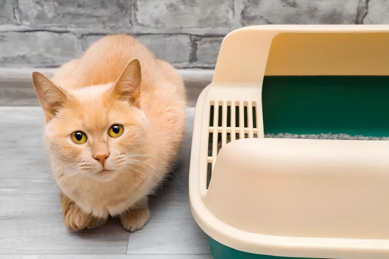 The Big Scoop: How to Know if a Cat Has Healthy Poop (And Toilet Routine)