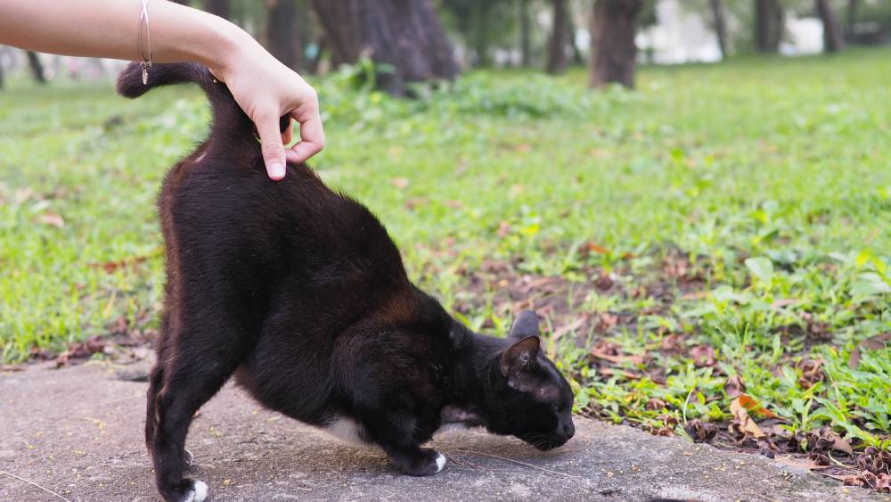 Why Do Cats Show You Their Butt? 6 Vet-Reviewed Reasons