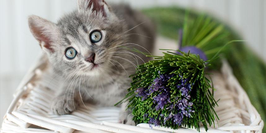 Is Lavender Scented Litter Safe for Cats?