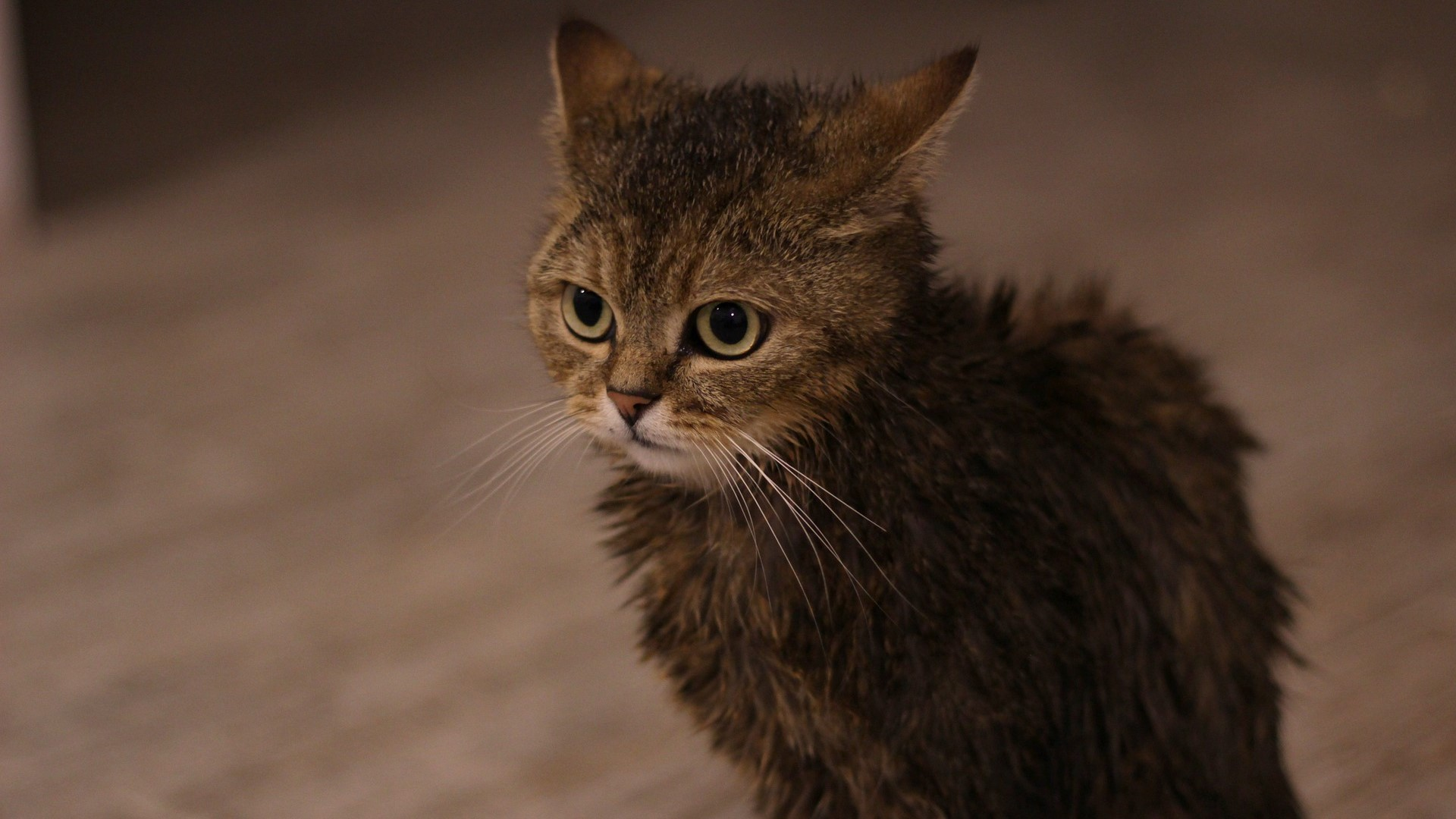Is It Okay to Give Baths to Cats?