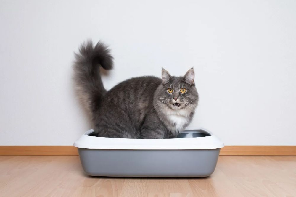 Cat litter smells bad? It might be because you've been using the wrong method to clean it.