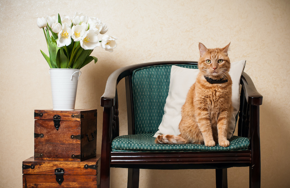Sharing An Apartment With Your Cat