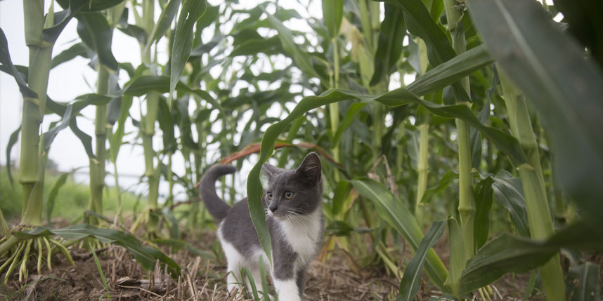 3 Reasons Corn is the Perfect Ingredient for Cat Litter