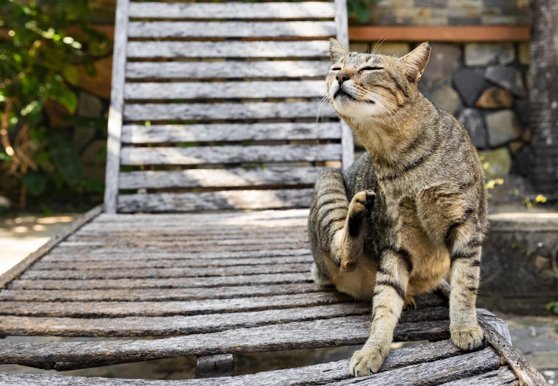 Why Do Cats Meow?