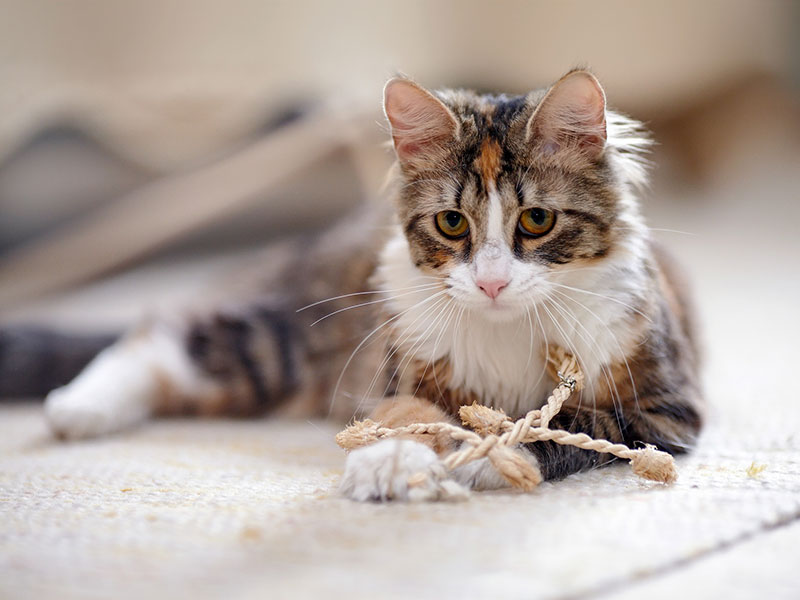Do social cats have better problem-solving skills?