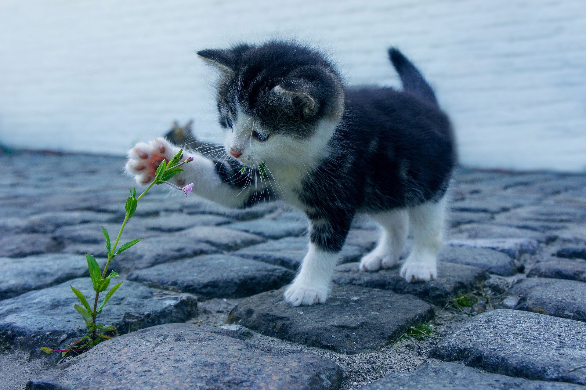 My top cat quotes