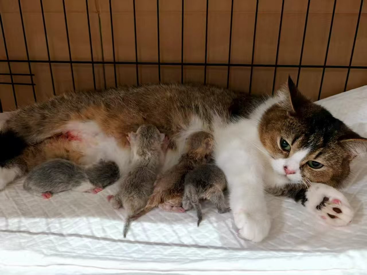 When Do Kittens Start Using Litter? A Must-Read Litter Training Guide for New Pet Parents