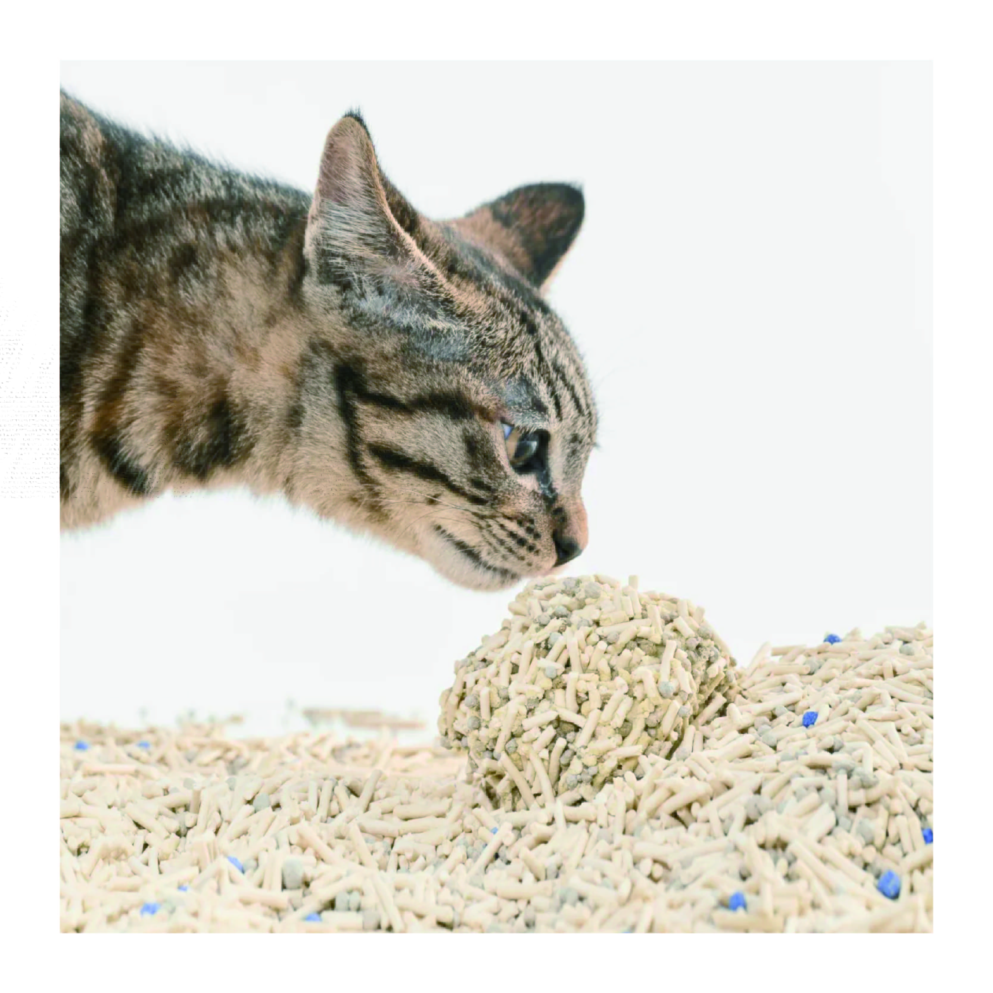 Factory Custom Cat Litter Soluble Deodorization Scented Natural World Tofu Bentonite Mixed Cat Litter