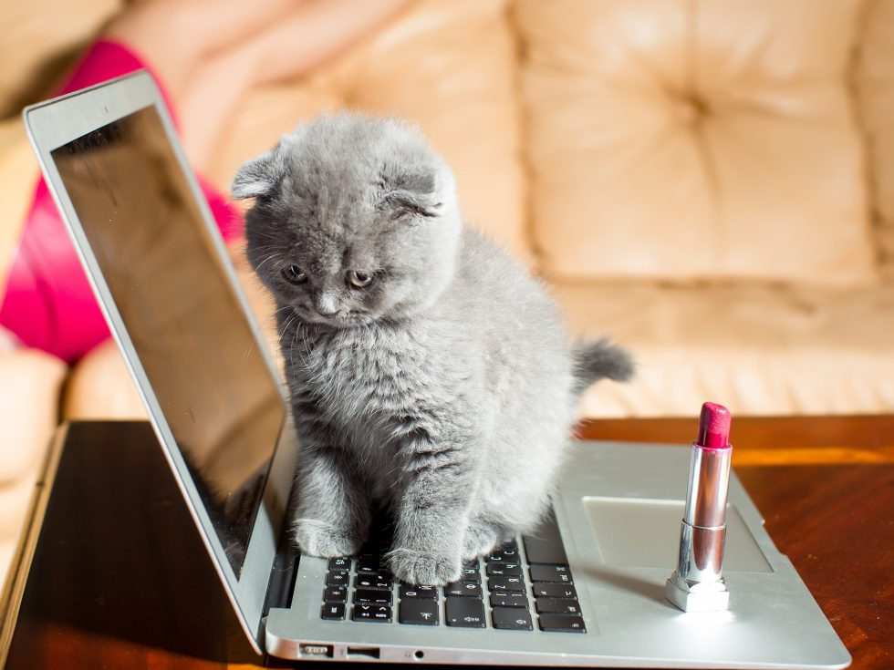 How to best share your workspace with your cat