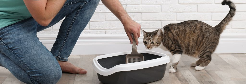 Why Is My Cat Peeing Outside The Litter Box