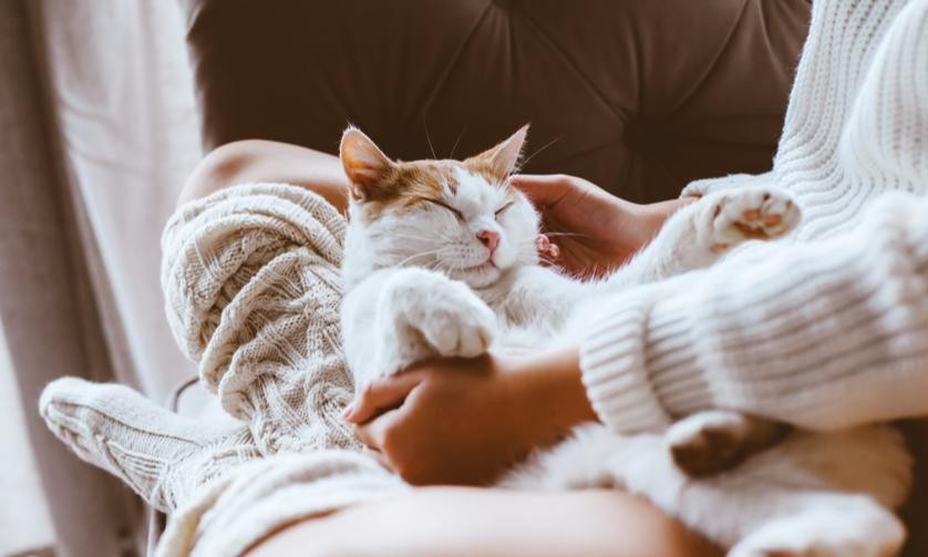 7 Reasons Why Cats Sleep So Much