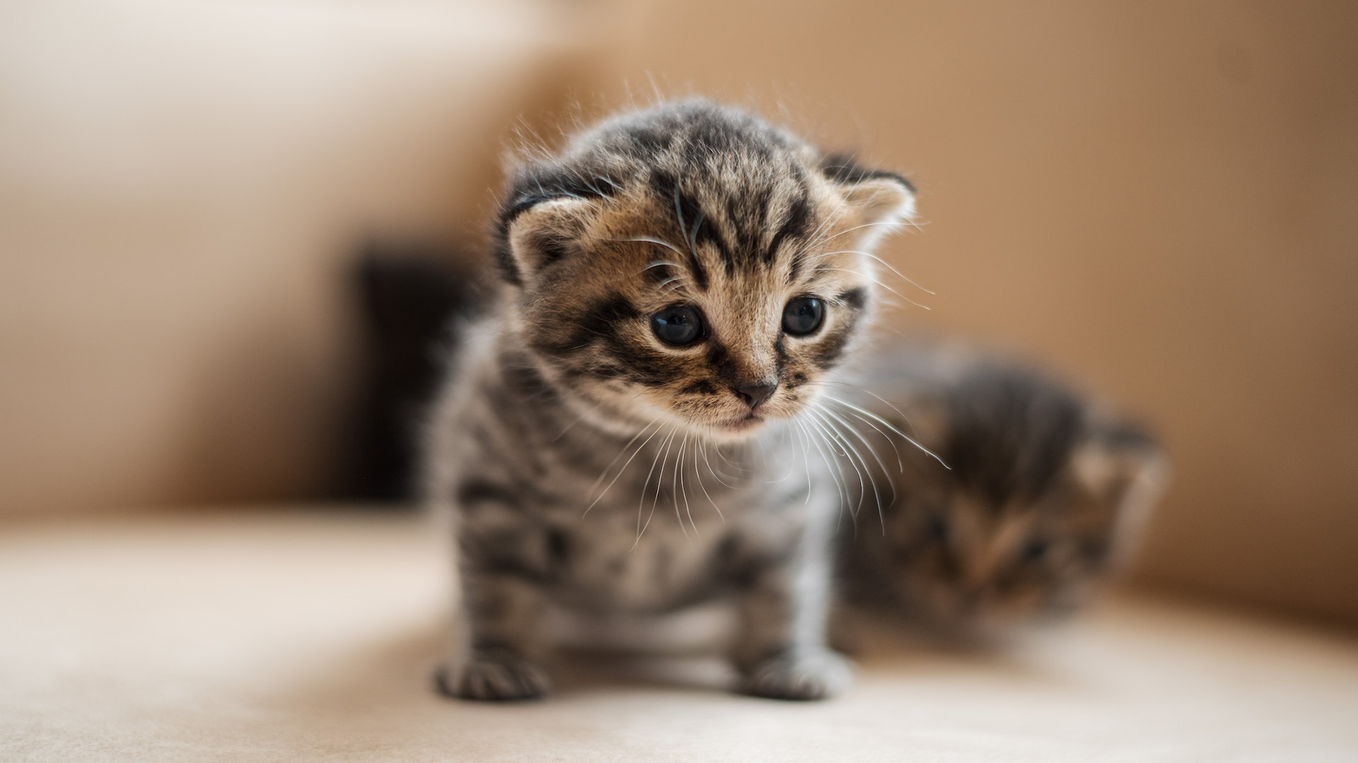 What Type of Litter Is Best for Your Cat