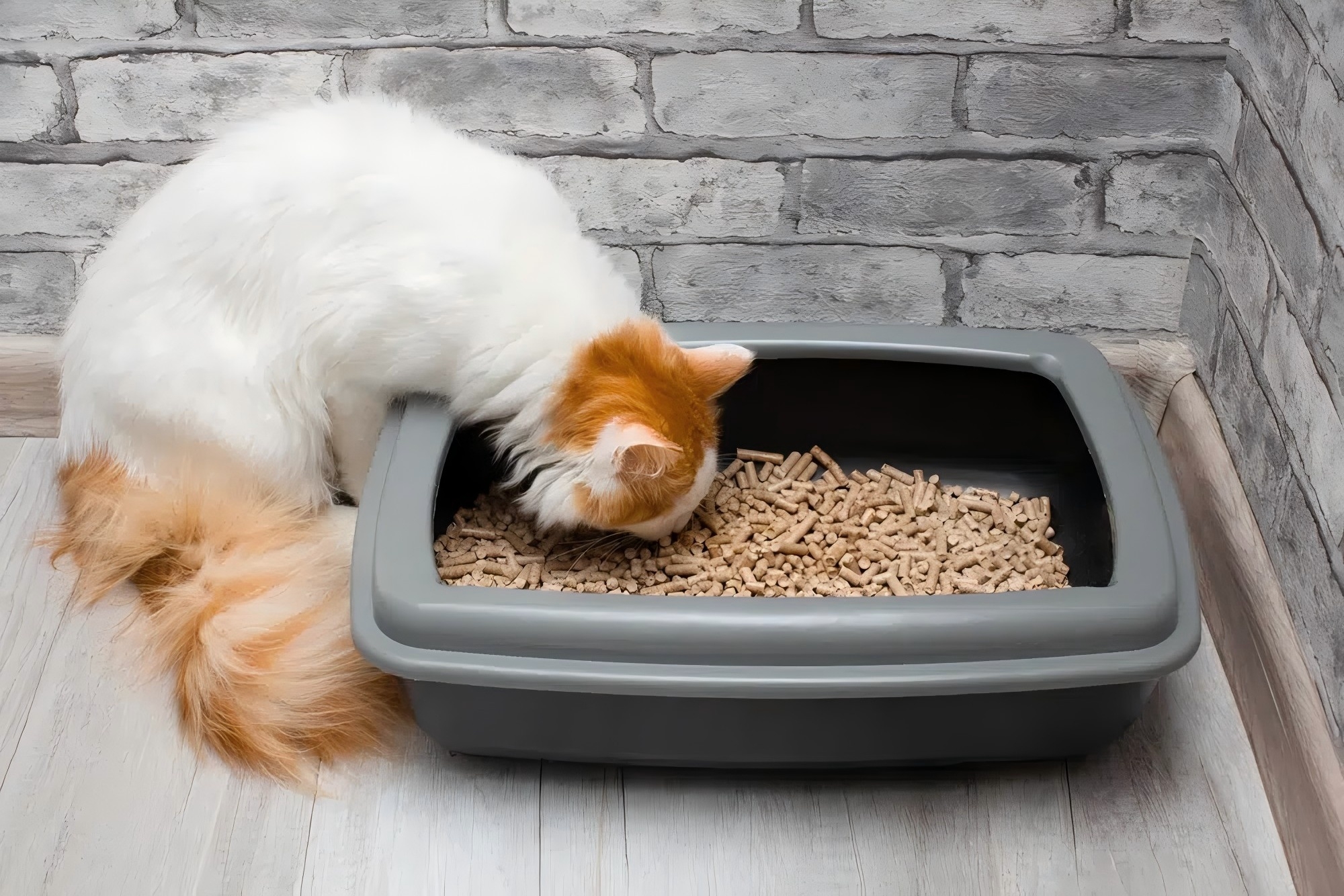 Why Is My Cat Eating Cat Litter? 10 Vet-Reviewed Reasons
