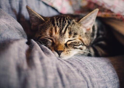 How to keep your cat calm at the vets