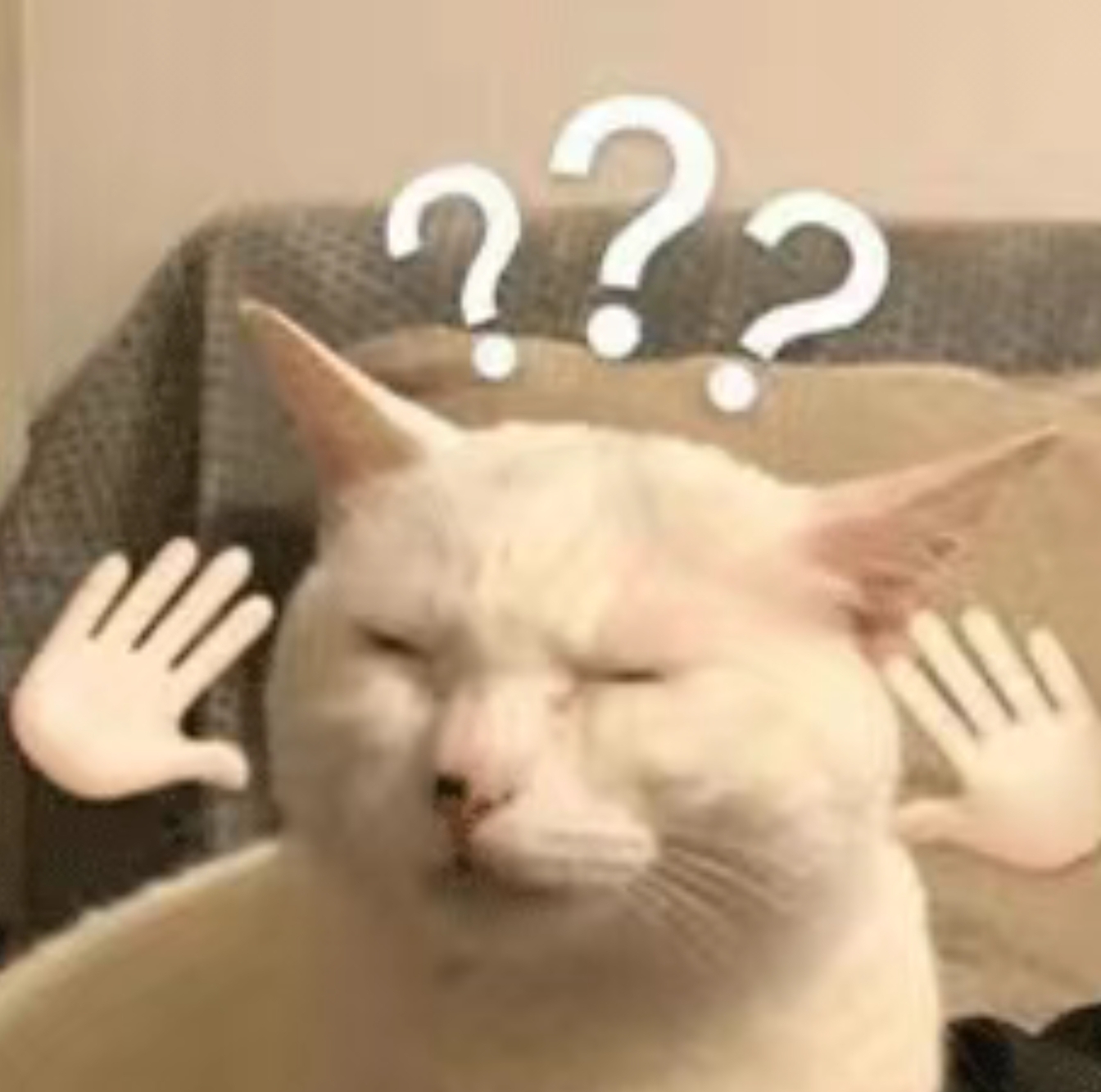 Cat Litter Guide: How to Pick the Perfect Litter for Your Feline BFF?