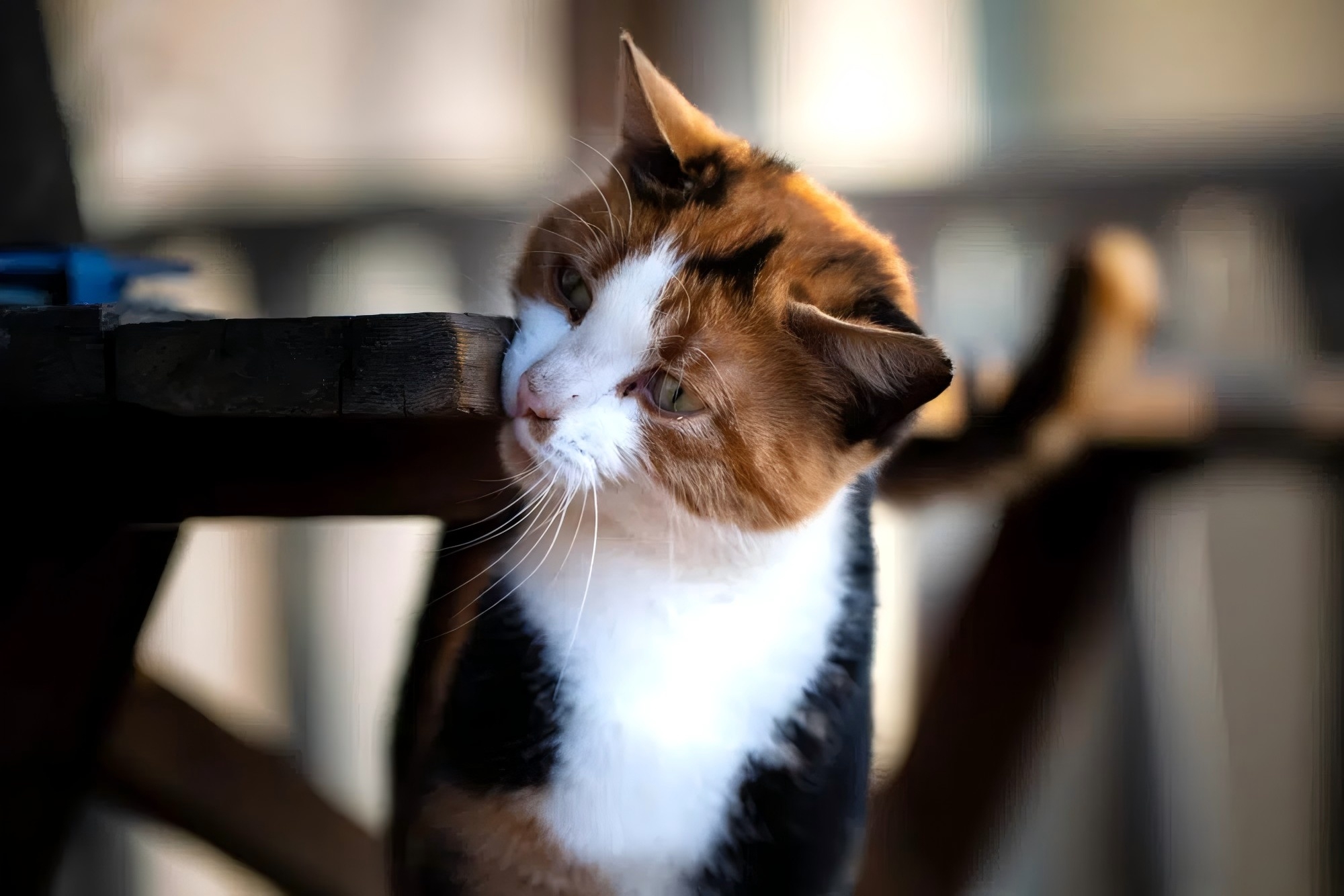 Why Do Cats Rub Their Face on Corners? 5 Vet-Verified Reasons
