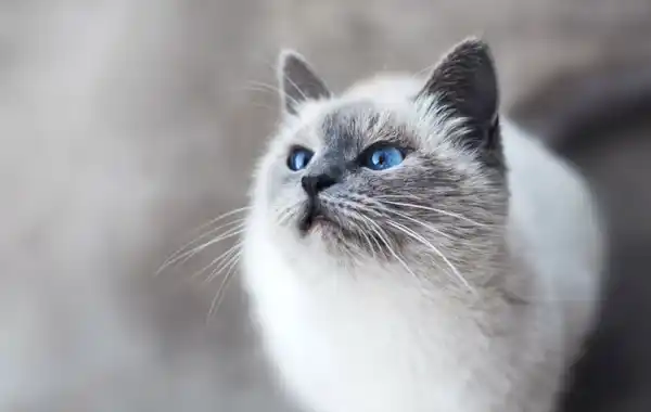 High blood pressure in cats